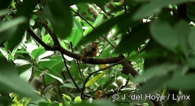 Gray-winged Robin-Chat (Gray-winged) - ML201257591