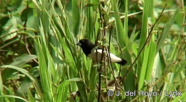 Glanzelsterchen (bicolor/poensis) - ML201257631