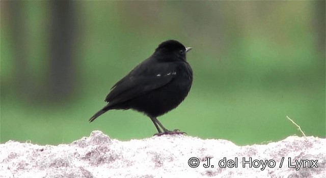 Sooty Chat - ML201257681