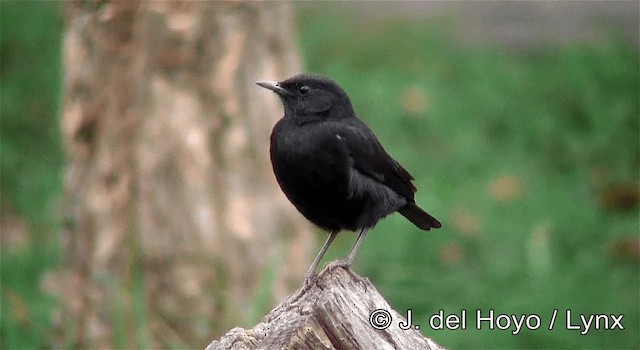 Sooty Chat - ML201257691