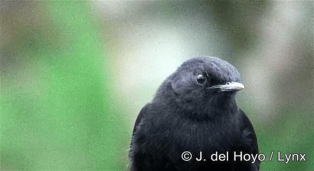 Sooty Chat - ML201257701