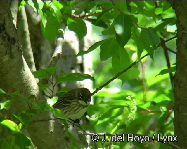 Yellow-rumped Warbler (Myrtle) - ML201257821