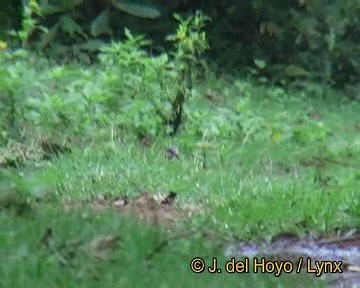 holub houkavý (ssp. larvata/bronzina) - ML201257941