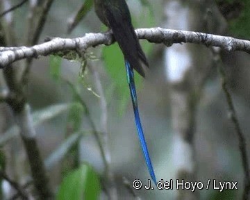 Violet-tailed Sylph - ML201257991