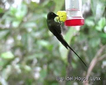 Violet-tailed Sylph - ML201258001
