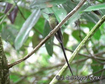 Violet-tailed Sylph - ML201258011