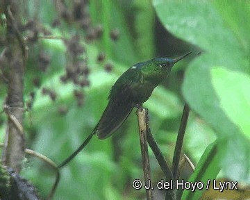 Violet-tailed Sylph - ML201258021