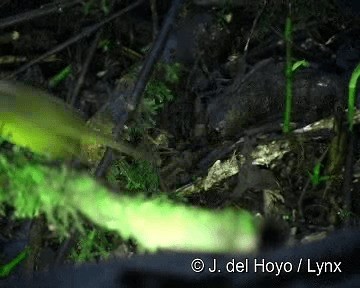 Russet-crowned Warbler - ML201258111