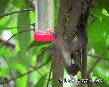 Green-fronted Lancebill - ML201258121