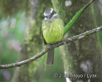 Golden-bellied Flycatcher - ML201258151