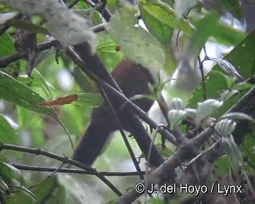 Tangarenbuschammer - ML201258171