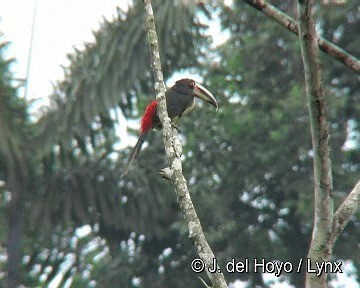 Araçari à collier (erythropygius) - ML201258201