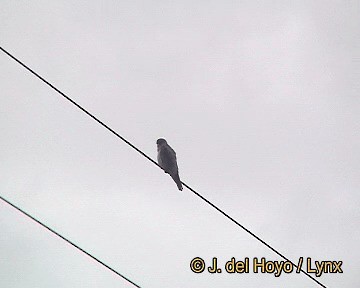 Amur Falcon - ML201258241