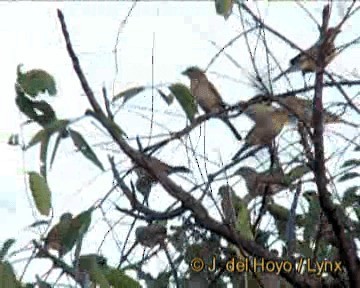 Plain-backed Sparrow - ML201258251