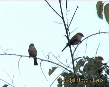 Plain-backed Sparrow - ML201258261