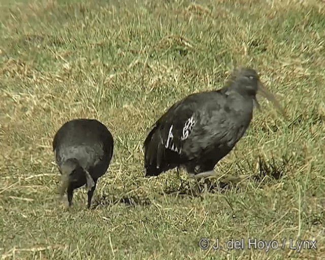 ibis etiopský - ML201258291