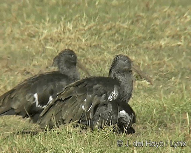 Wattled Ibis - ML201258301