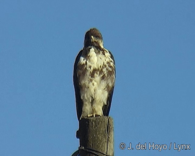 káně černohřbetá (ssp. augur) - ML201258311