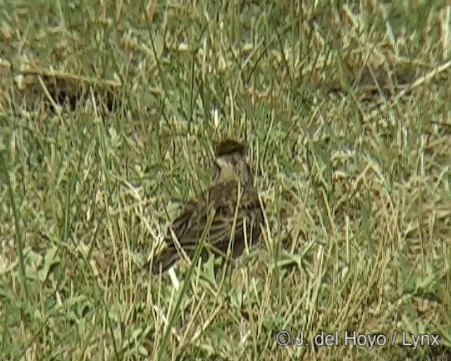Blanford's Lark (Erlanger's) - ML201258341