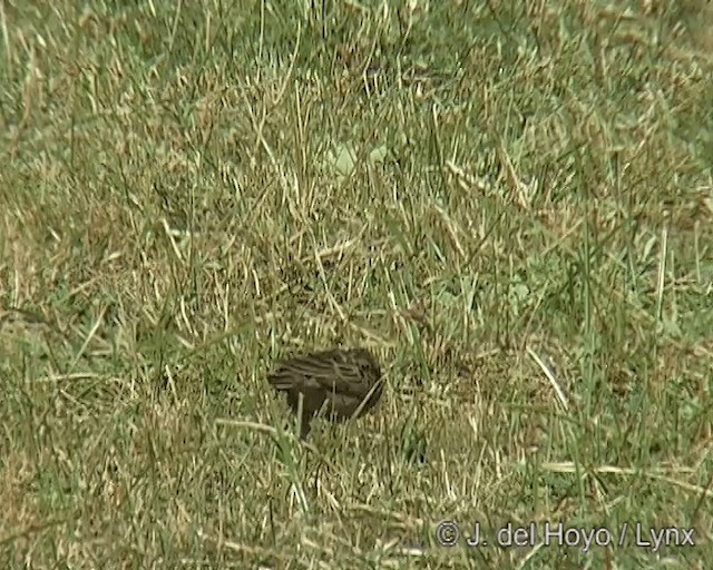 Blanford's Lark (Erlanger's) - ML201258351