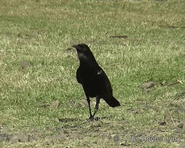 Cape Crow - ML201258381