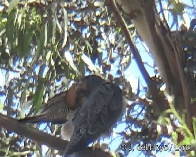 Lanner Falcon - ML201258431