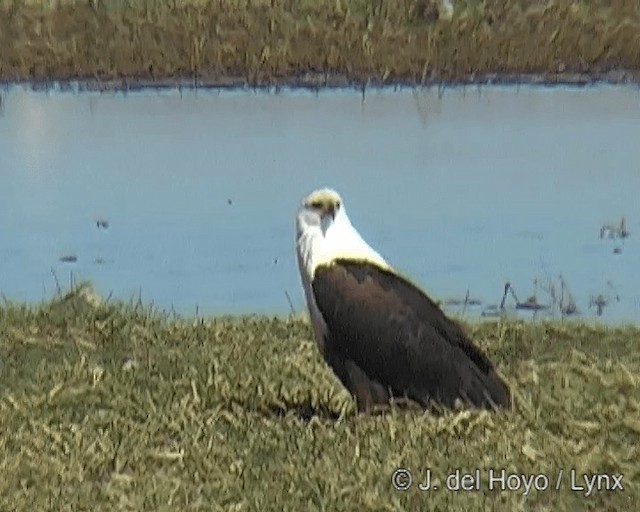 African Fish-Eagle - ML201258481