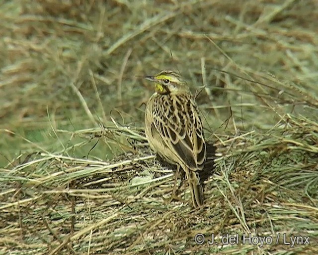 Abyssinian Longclaw - ML201258541