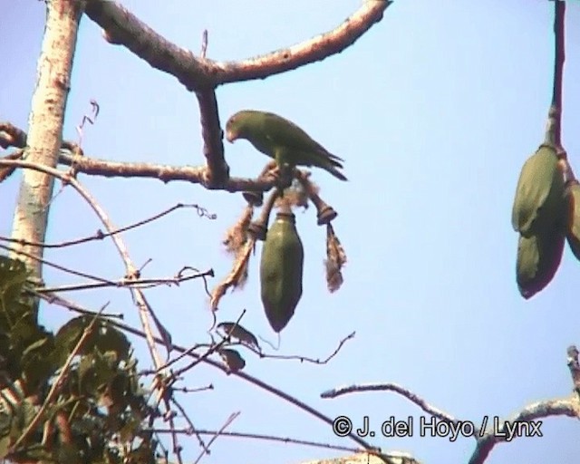 Cobalt-winged Parakeet - ML201258561