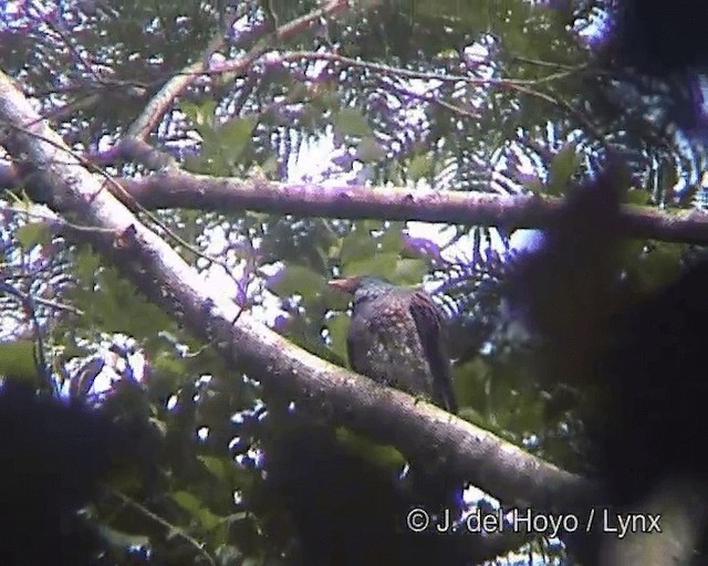 Scaled Pigeon - ML201258591