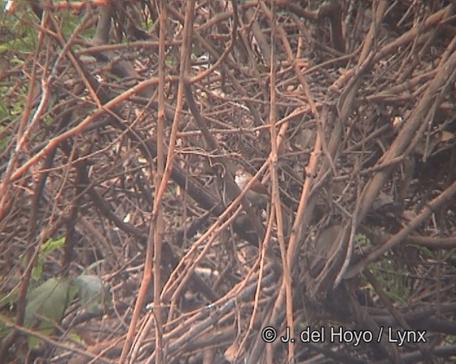 Rusty-backed Spinetail - ML201258601