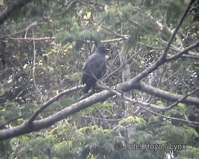 Slate-colored Hawk - ML201258651