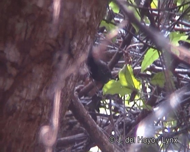 Black-throated Antbird - ML201258721