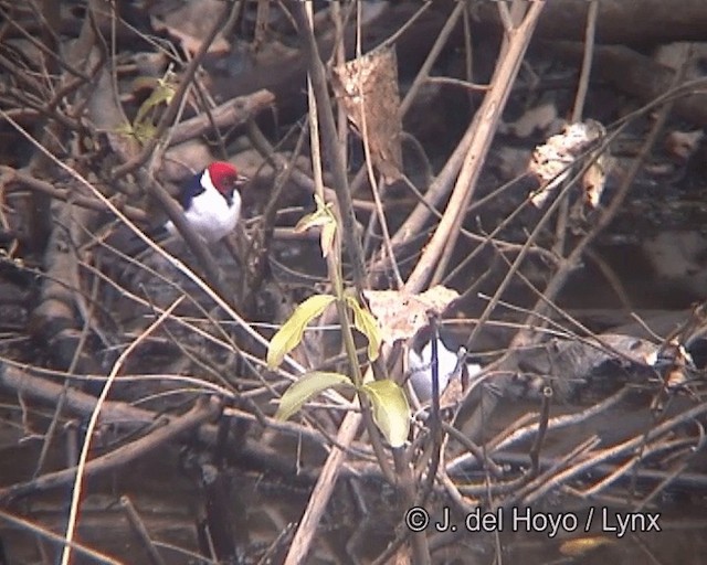 Red-capped Cardinal (Bolivian) - ML201258751