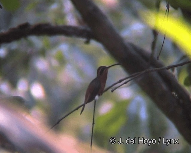 kolibřík malý - ML201258771