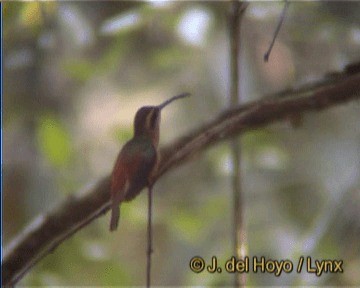 kolibřík malý - ML201258781