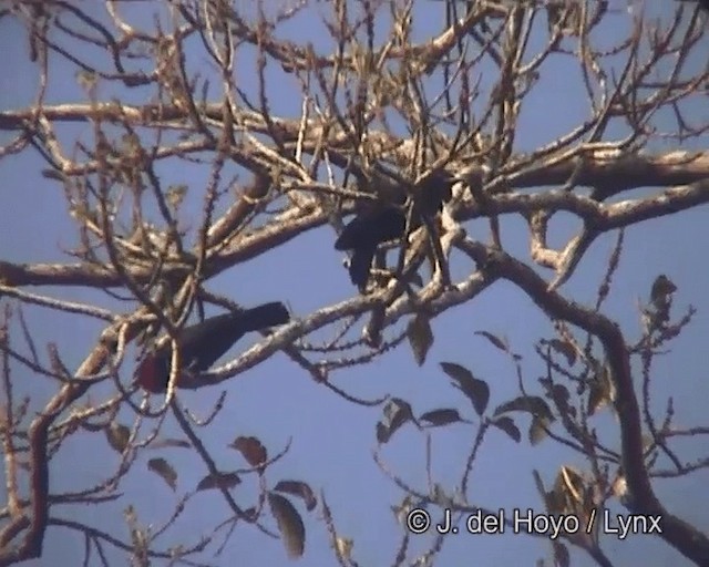 Purple-throated Fruitcrow - ML201258791