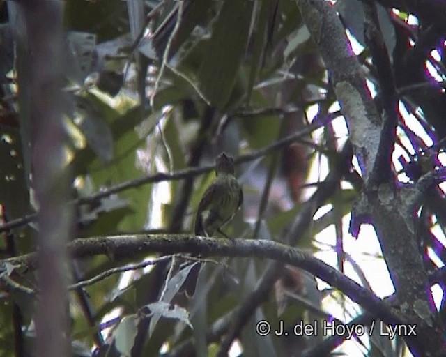 Dusky-tailed Flatbill - ML201258821