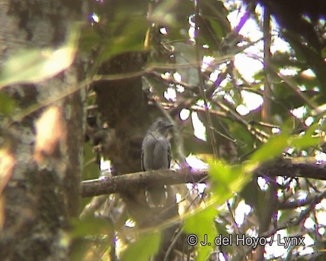 Amazonian Antshrike - ML201258831