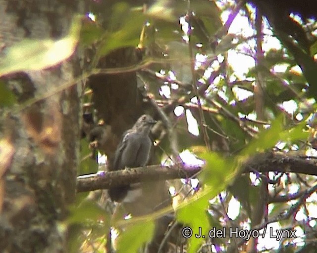 Amazonian Antshrike - ML201258841