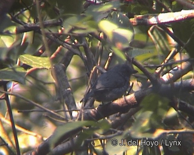 Plain-winged Antshrike - ML201258861