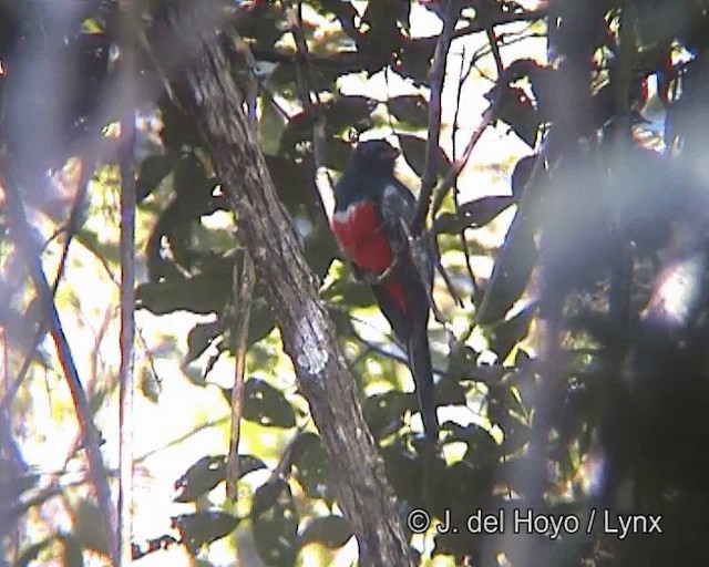 svarthaletrogon (melanurus gr.) - ML201258871