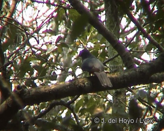 Black-tailed Trogon (Black-tailed) - ML201258881