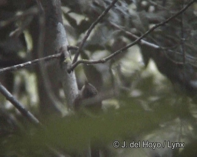 Striped Woodcreeper - ML201258901