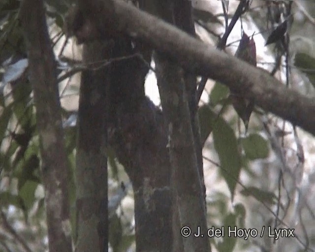 Striped Woodcreeper - ML201258911