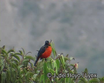 Scarlet-bellied Mountain Tanager (Fire-bellied) - ML201258921