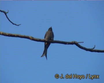 Drongo cendré (groupe leucophaeus) - ML201259001