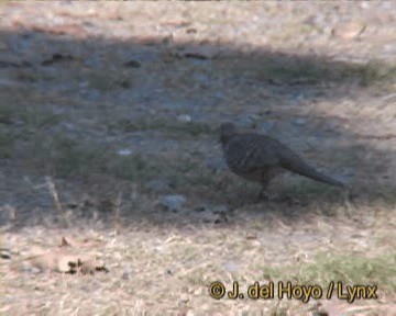 斑馬鳩 - ML201259061