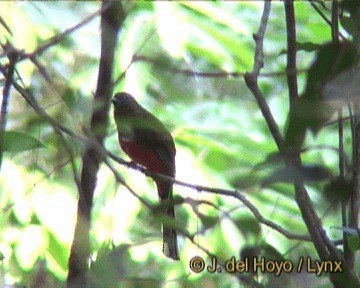 Kırmızı Başlı Trogon - ML201259071