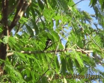 ヒタキサンショウクイ - ML201259081